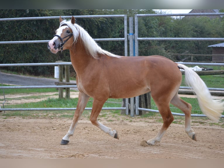 Haflinger / Avelignese Stallone Sauro in Juvincourt et Damary