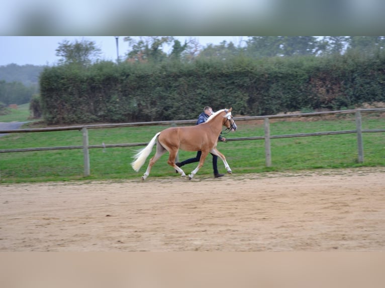 Haflinger / Avelignese Stallone Sauro in Juvincourt et Damary