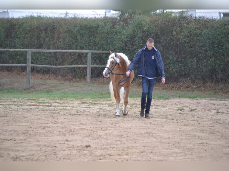 Haflinger / Avelignese Stallone Sauro in Juvincourt et Damary