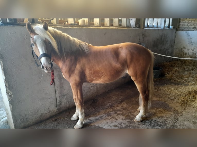 Haflinger / Avelignese Stallone Sauro in Juvincourt et Damary