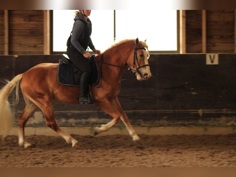 Haflinger / Avelignese Stallone Sauro in Juvincourt et Damary