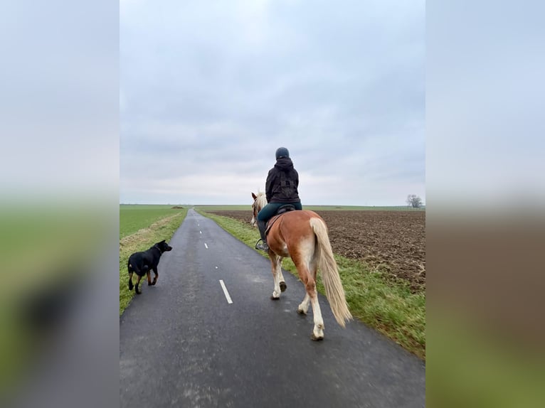 Haflinger / Avelignese Stallone Sauro in Juvincourt et Damary
