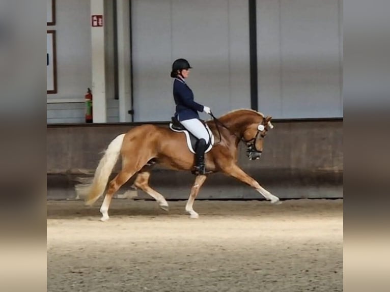 Haflinger / Avelignese Stallone Sauro in Lelystad