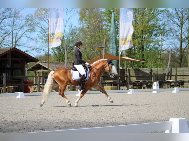 Haflinger / Avelignese Stallone in Arcen