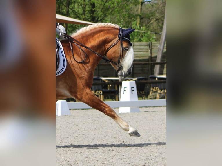 Haflinger / Avelignese Stallone in Arcen