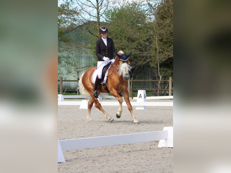 Haflinger / Avelignese Stallone in Arcen