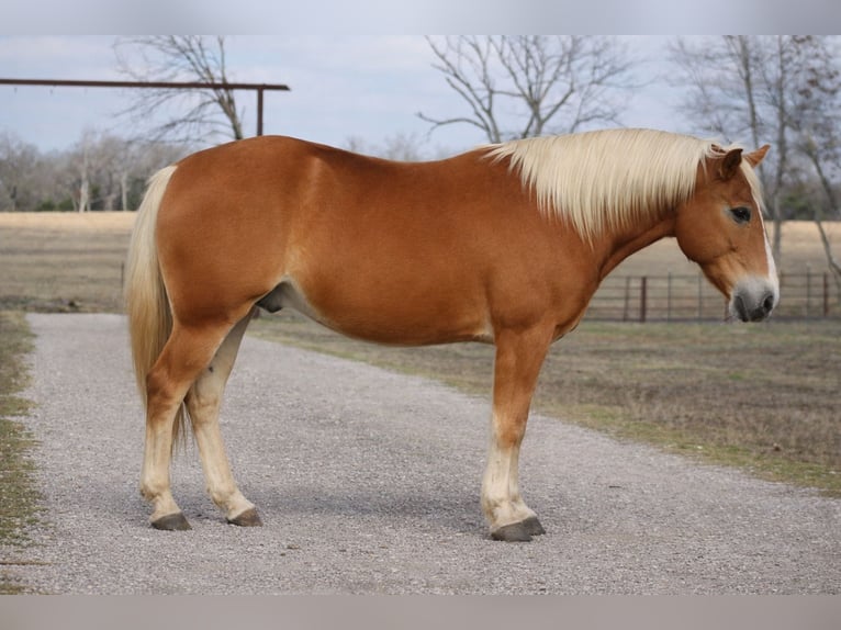 Haflinger Caballo castrado 10 años 137 cm Alazán rojizo in Plano