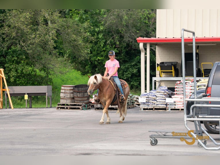 Haflinger Caballo castrado 10 años 137 cm Alazán rojizo in Sweet Springs MO