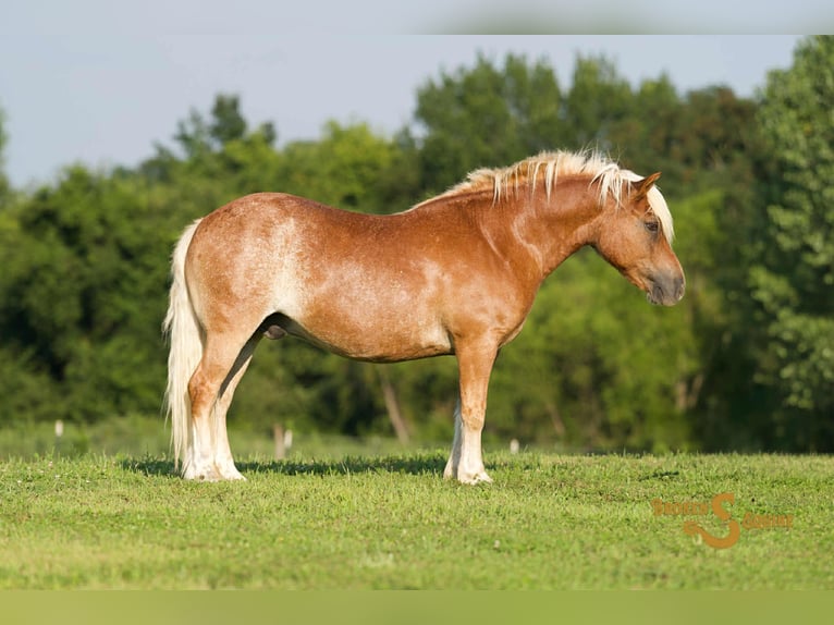 Haflinger Caballo castrado 10 años 137 cm Alazán rojizo in Sweet Springs MO