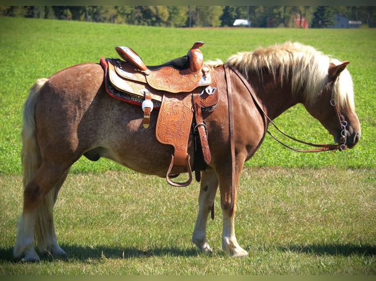 Haflinger Caballo castrado 10 años 137 cm Alazán-tostado in Saint Joe IN