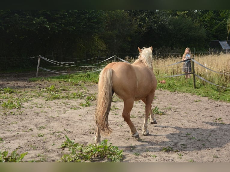Haflinger Mestizo Caballo castrado 10 años 137 cm in Oss