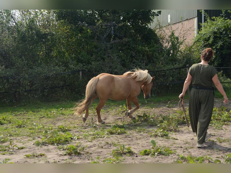 Haflinger Mestizo Caballo castrado 10 años 137 cm in Oss