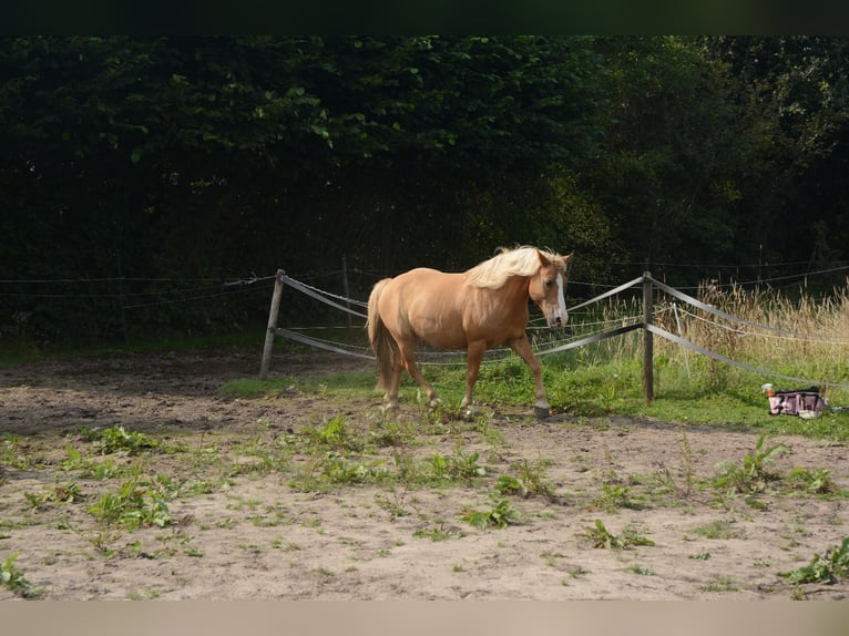 Haflinger Mestizo Caballo castrado 10 años 137 cm in Oss