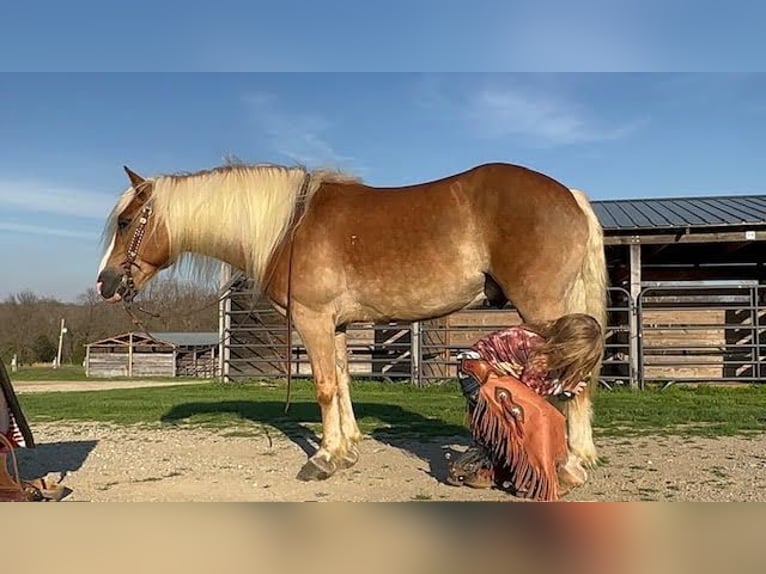 Haflinger Caballo castrado 10 años 145 cm Alazán rojizo in Sedalia, MO