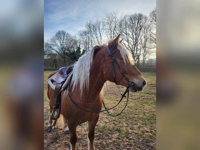 Haflinger Caballo castrado 10 años 145 cm Alazán-tostado in Lunteren