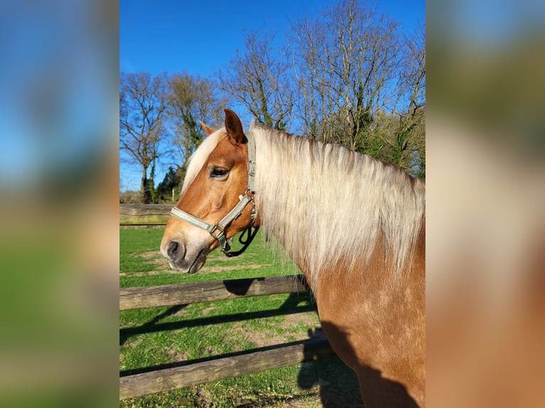 Haflinger Caballo castrado 10 años 145 cm Alazán-tostado in Lunteren