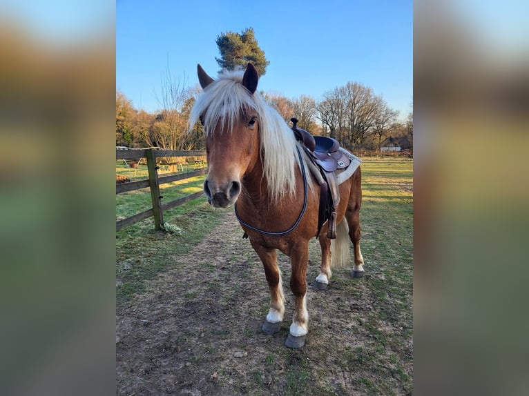Haflinger Caballo castrado 10 años 145 cm Alazán-tostado in Lunteren