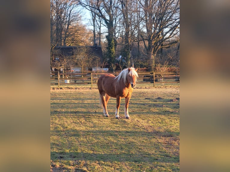 Haflinger Mestizo Caballo castrado 10 años 145 cm Alazán-tostado in Lunteren