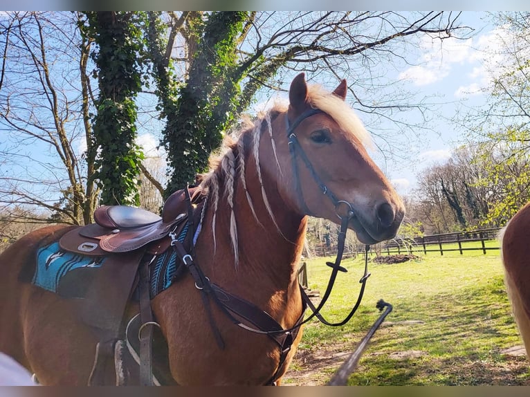 Haflinger Caballo castrado 10 años 145 cm Alazán-tostado in Lunteren