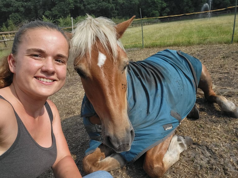 Haflinger Mestizo Caballo castrado 10 años 145 cm Alazán-tostado in Lunteren