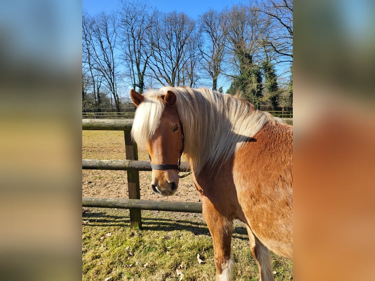 Haflinger Caballo castrado 10 años 145 cm Alazán-tostado in Lunteren