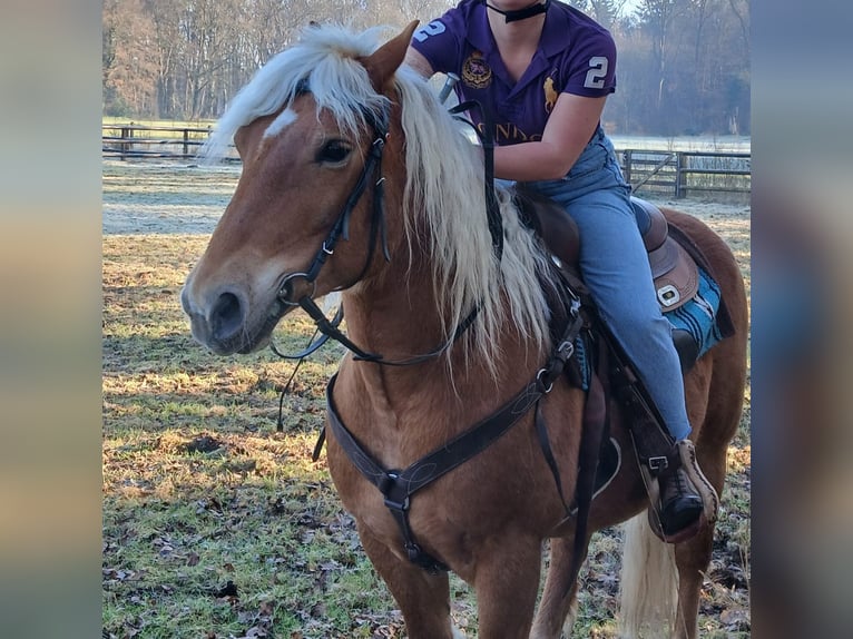 Haflinger Mestizo Caballo castrado 10 años 145 cm Alazán-tostado in Lunteren
