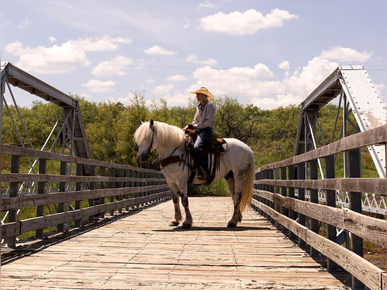 Haflinger Caballo castrado 10 años 147 cm Tordo rodado in Byers TX