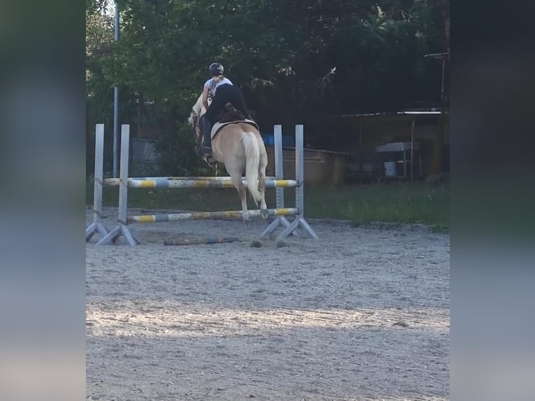 Haflinger Caballo castrado 10 años 148 cm Alazán in Heilsbronn