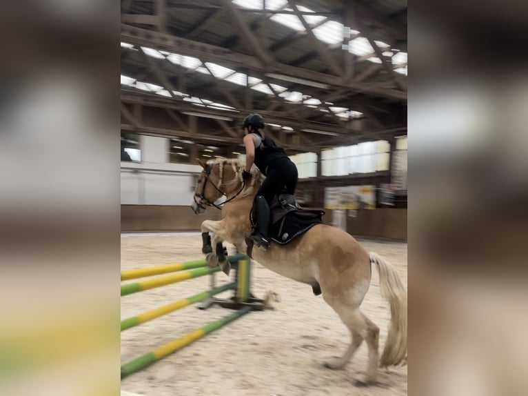 Haflinger Caballo castrado 10 años 148 cm Alazán in Heilsbronn