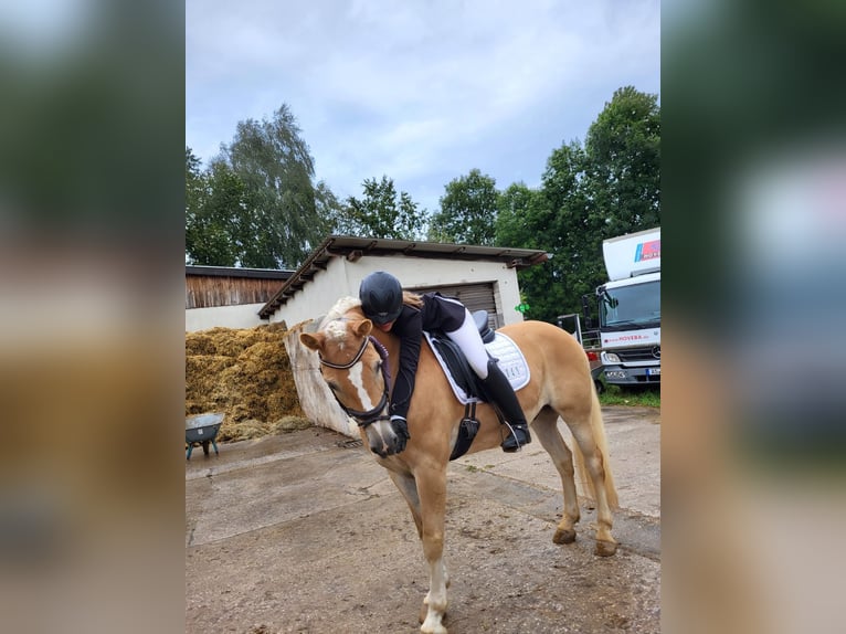 Haflinger Caballo castrado 10 años 148 cm Alazán in Heilsbronn