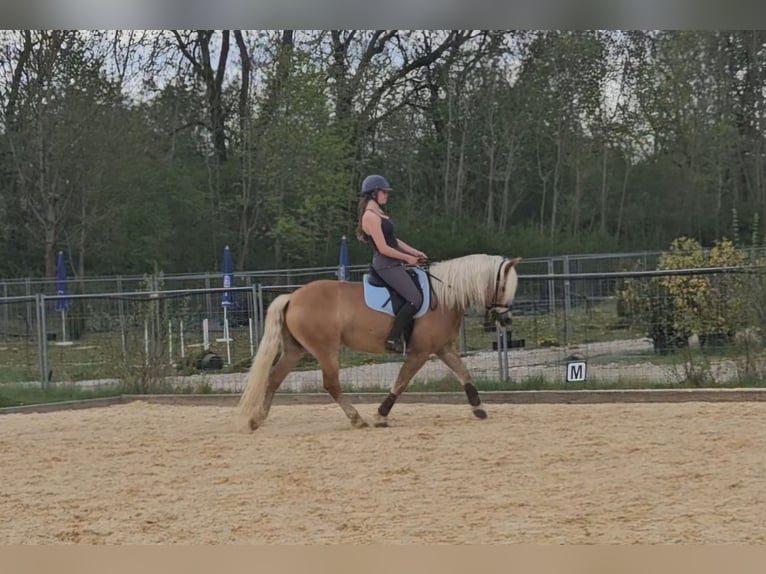 Haflinger Caballo castrado 10 años 148 cm Alazán in München