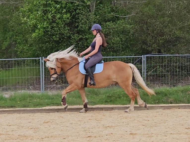 Haflinger Caballo castrado 10 años 148 cm Alazán in München