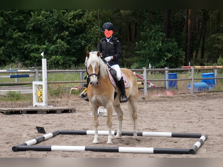 Haflinger Caballo castrado 10 años 148 cm Alazán in Herzberg