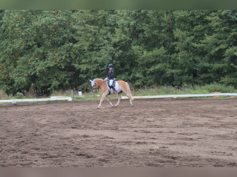 Haflinger Caballo castrado 10 años 148 cm Alazán in Herzberg