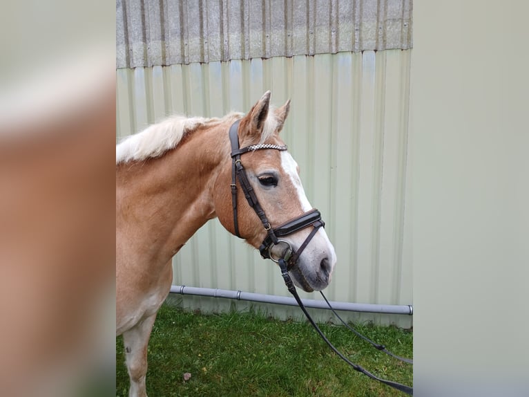 Haflinger Mestizo Caballo castrado 10 años 149 cm Bayo in Hilden