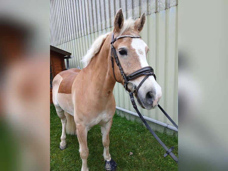 Haflinger Mestizo Caballo castrado 10 años 149 cm Bayo in Hilden