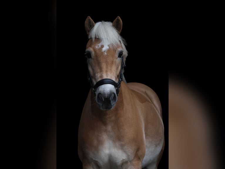 Haflinger Caballo castrado 10 años 149 cm in Brietlingen
