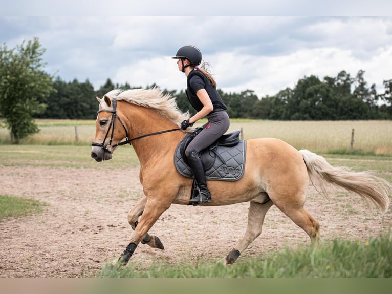 Haflinger Caballo castrado 10 años 149 cm in Brietlingen