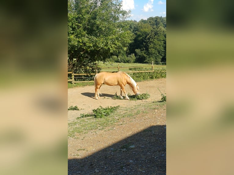 Haflinger Caballo castrado 10 años 149 cm  in Graz