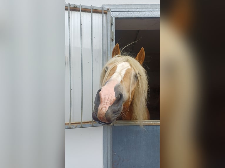 Haflinger Caballo castrado 10 años 149 cm  in Graz