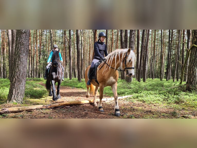 Haflinger Caballo castrado 10 años 150 cm Alazán in SpeichersdorfSpeichersdorf