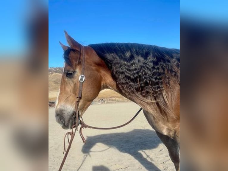 Haflinger Caballo castrado 10 años 150 cm Alazán-tostado in Paicines, CA