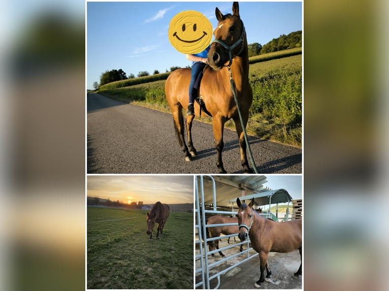 Haflinger Mestizo Caballo castrado 10 años 150 cm Castaño in Krautheim