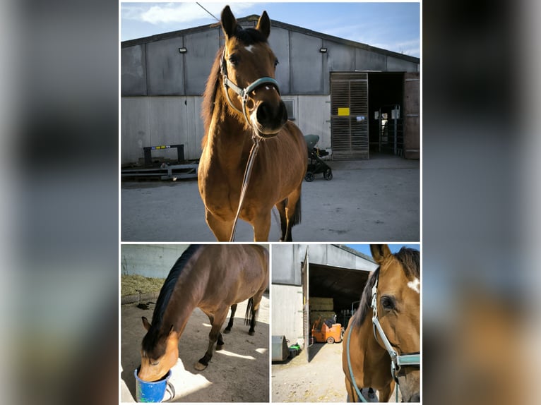 Haflinger Mestizo Caballo castrado 10 años 150 cm Castaño in Krautheim