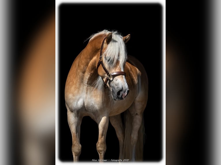 Haflinger Caballo castrado 10 años 150 cm Palomino in Purmerend