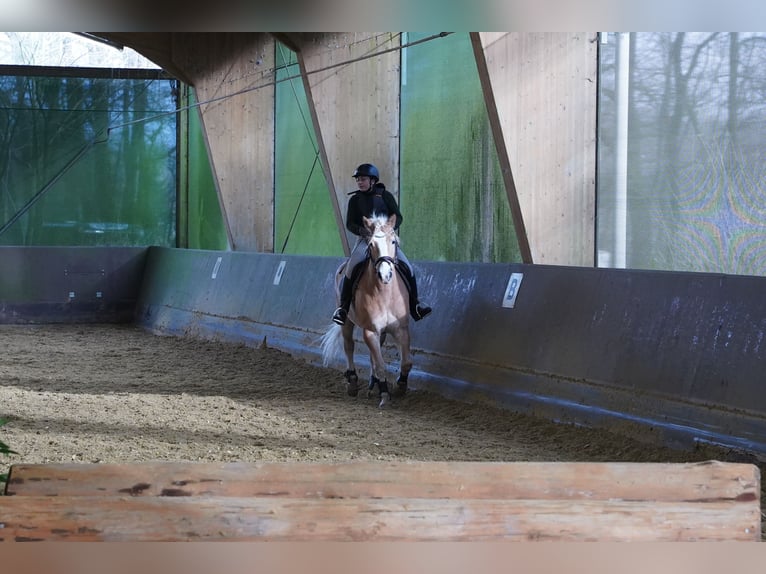 Haflinger Caballo castrado 10 años 152 cm Alazán in Düsseldorf
