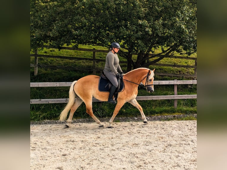 Haflinger Caballo castrado 10 años 152 cm Alazán in Grünenmatt