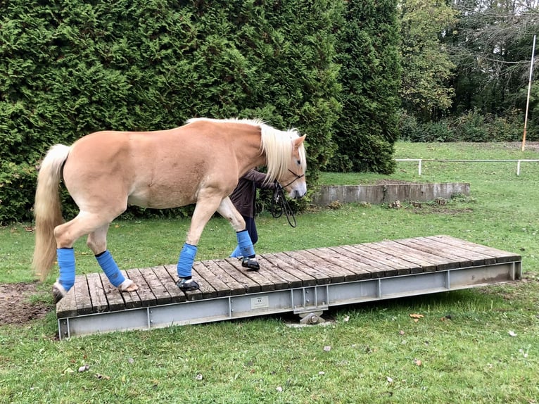 Haflinger Caballo castrado 10 años 152 cm Alazán in Mettmann