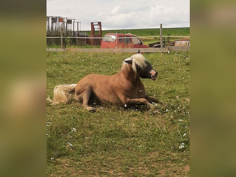 Haflinger Caballo castrado 10 años 152 cm Castaño claro in Ensdorf