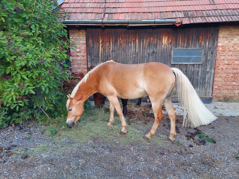 Haflinger Caballo castrado 10 años 153 cm Alazán in Ternitz